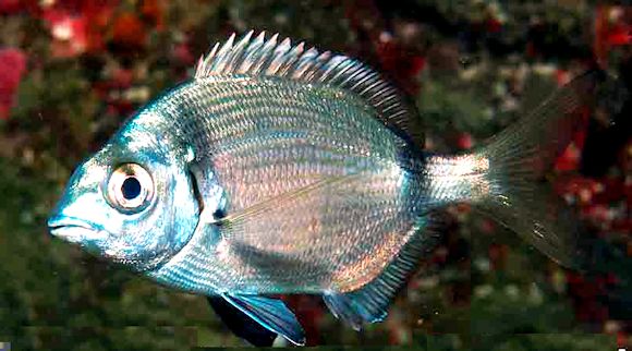 Diplodus vulgaris_04.jpg